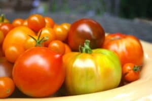 tomatoes from the garden