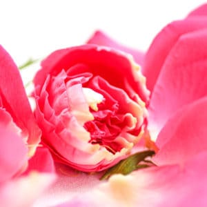 PInk roses for a Valentine's Day Cocktail!