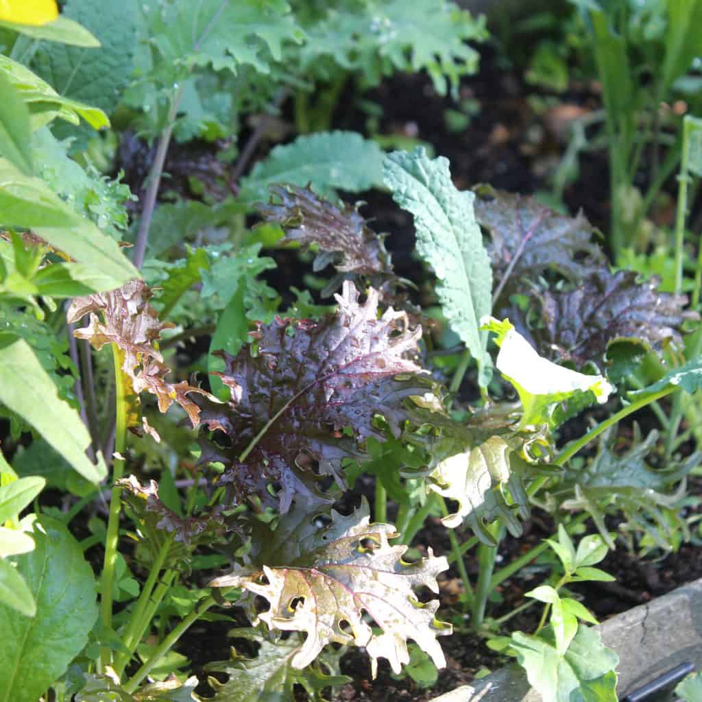 Grow your own veg to live more sustainably
